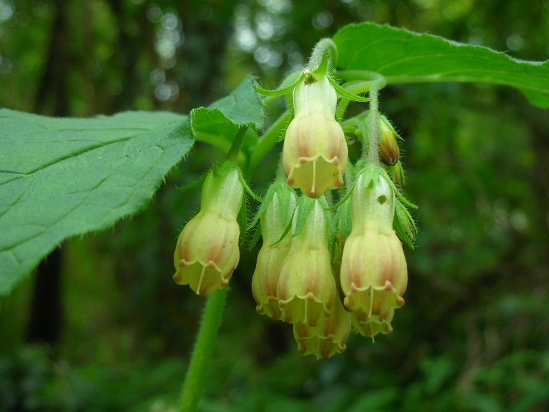 Symphytum tuberosum / Consolida femmina